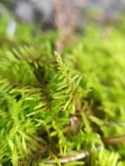 Abietinella abietina