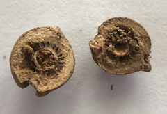 Disholcaspis simulata