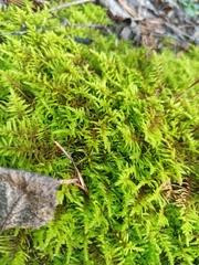 Abietinella abietina