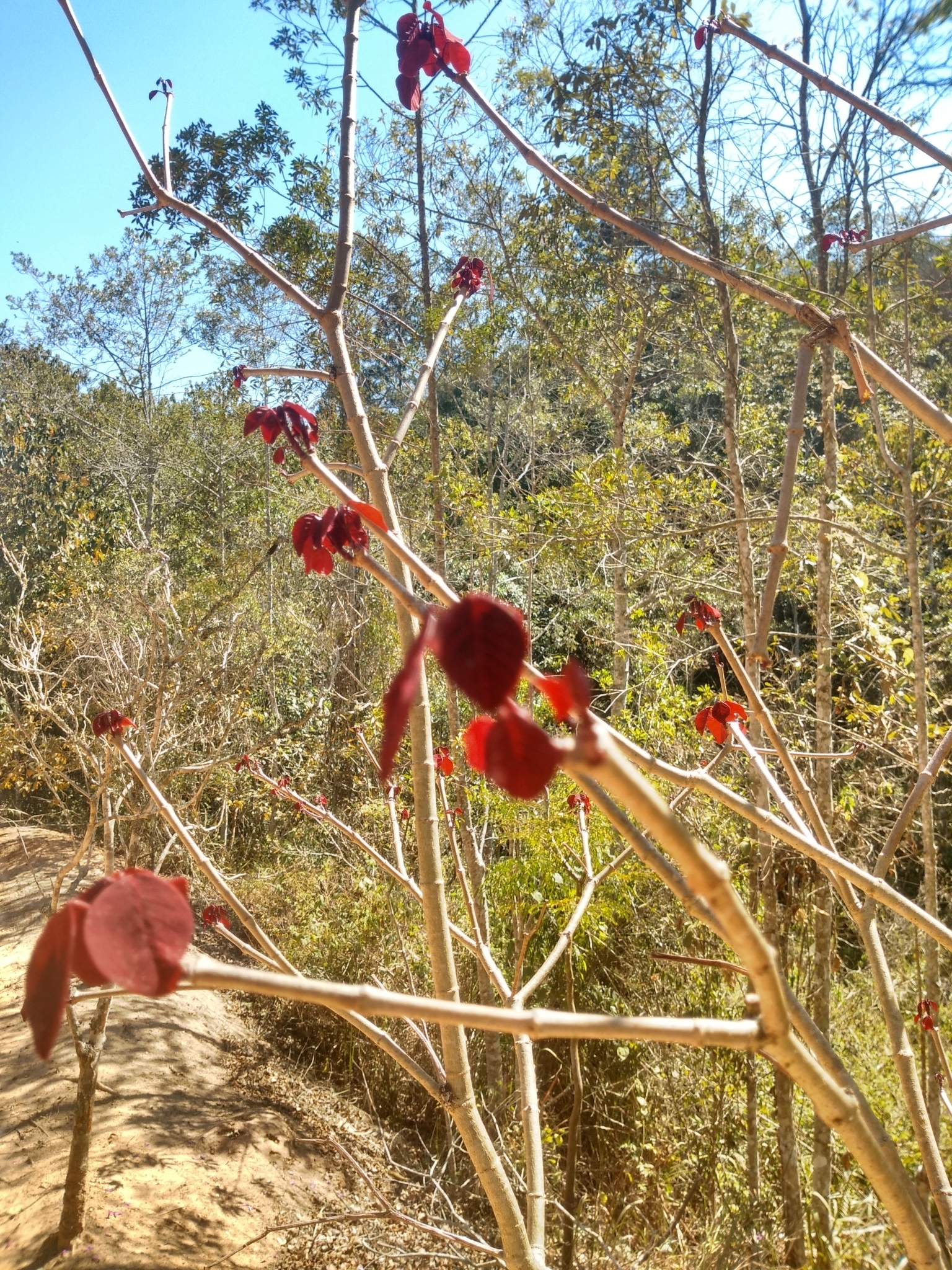 Euphorbia cotinifolia