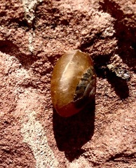 Ganesella saurivonga