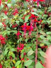 Fuchsia magellanica