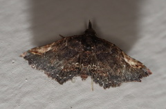 Hypertrocta brunnea