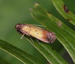 Piesmopoda semilutea
