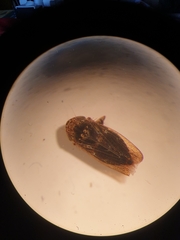 Euscelis incisus