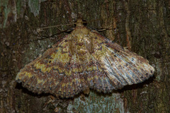 Cerynea thermesialis