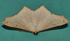 Cultripalpa
