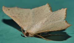 Cultripalpa
