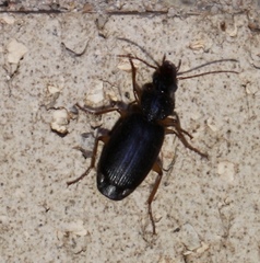 Cymindis