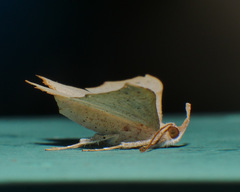 Cultripalpa