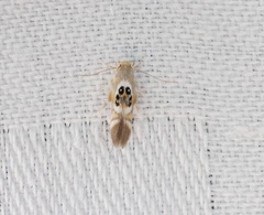 Hieromantis arcuata