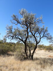 Hakea lorea lorea