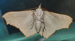 Cultripalpa