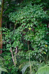 Caryocar costaricense