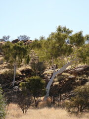 Corymbia aparrerinja