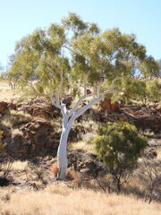 Corymbia aparrerinja