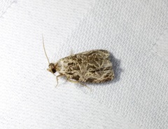 Phaecasiophora leechi