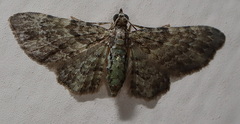 Chloroclystis mniochroa