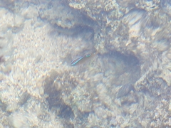 Chrysiptera unimaculata