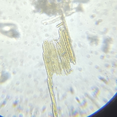 Bacillaria paxillifera