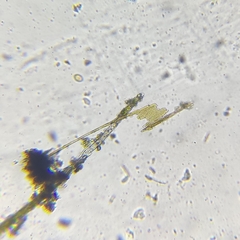 Bacillaria paxillifera