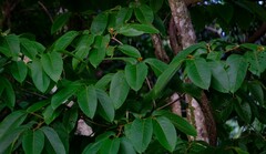 Apeiba tibourbou