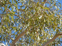 Corymbia aparrerinja