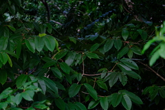 Apeiba tibourbou