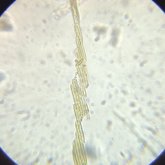 Bacillaria paxillifera