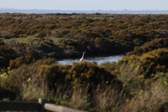 Ardea alba