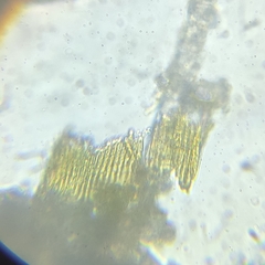 Bacillaria paxillifera