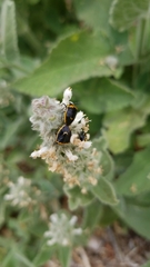 Cosmopepla conspicillaris