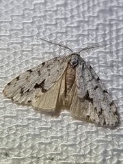 Thallarcha macilenta