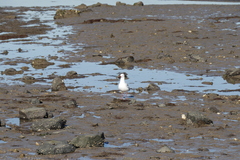 Chroicocephalus novaehollandiae novaehollandiae