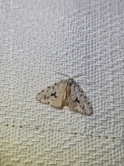 Thallarcha macilenta