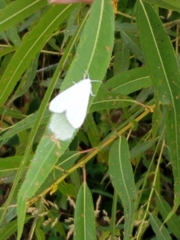 Lomographa vestaliata