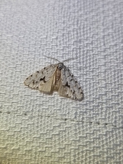 Thallarcha macilenta