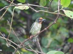 Psilopogon haemacephalus roseus