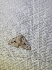 Thallarcha macilenta