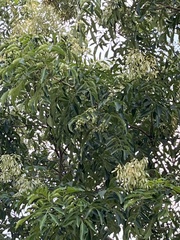 Fraxinus griffithii