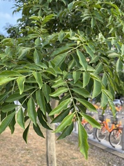 Fraxinus griffithii
