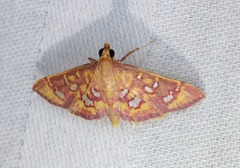 Ischnurges gratiosalis