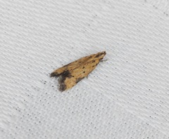 Meleonoma rostellata