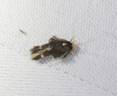 Stathmopoda masinissa