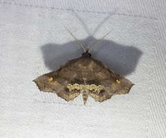 Throana pectinifer