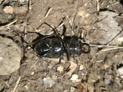 Lucanus