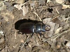 Lucanus
