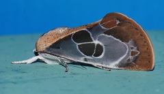 Westermannia gloriosa