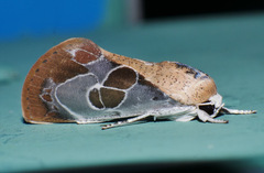 Westermannia gloriosa