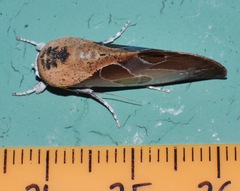 Westermannia gloriosa